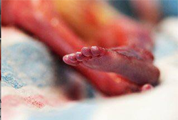 Joshua Henson mum Crystal Miller Greer.png