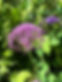 Allium.jpeg