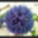 Lavender bouquet.jpeg