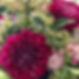 Chrysanthemum.jpeg