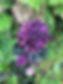 IMG_5019.jpeg