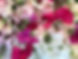 IMG_4088.jpeg