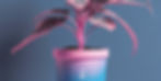 grow plant blue pink.jpg