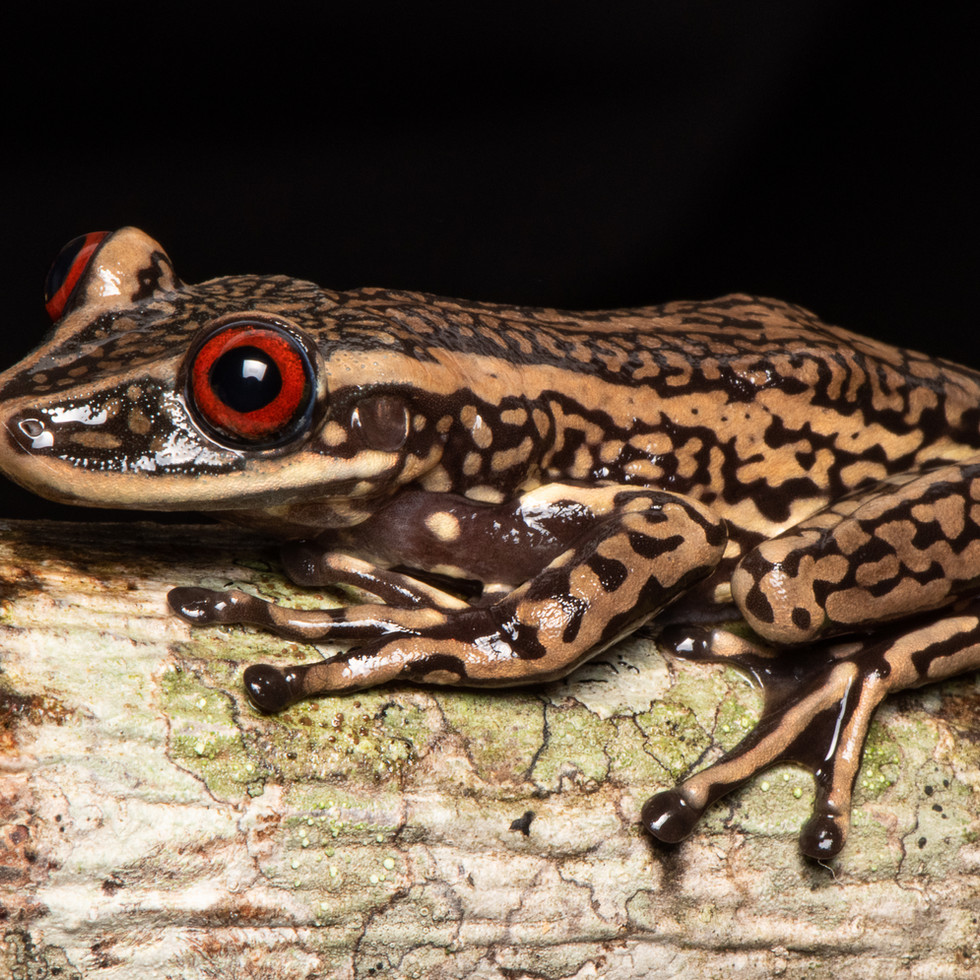 ©DoTS_4k_PedroPeloso_AB1_1226.jpg