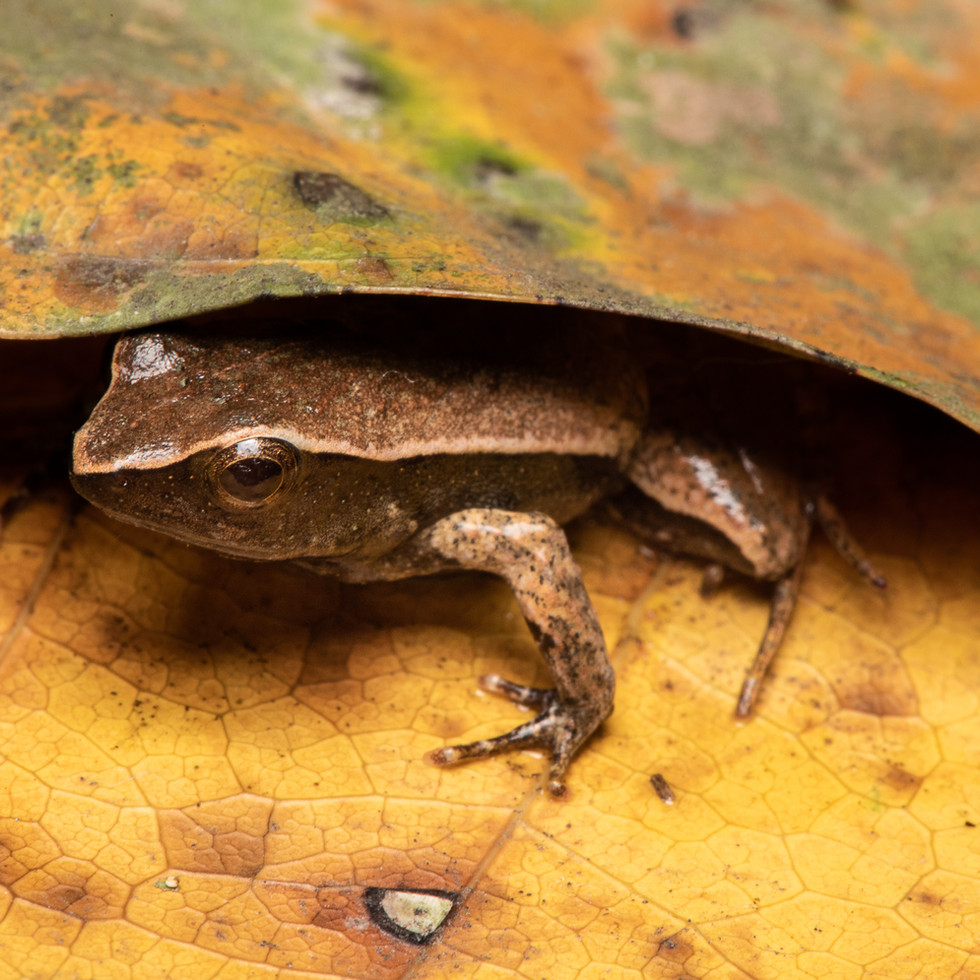 ©DoTS_4k_PedroPeloso_AB1_0928.jpg