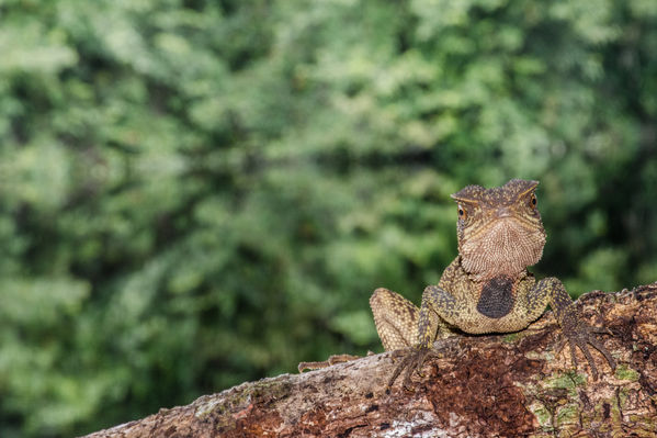 PLP_7595 - Website - Biodiversity and Wildlife - Pedro Peloso.jpg