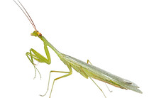 Microphotina_26052019_11-32-43_edited.jp