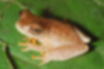 Dendropsophus ozzyi