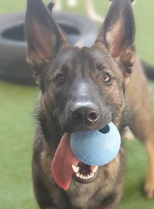 Dog with ball 