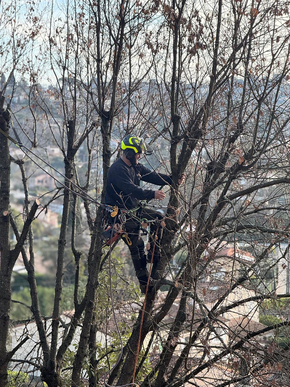 Elagage à la Colle sur loup 06