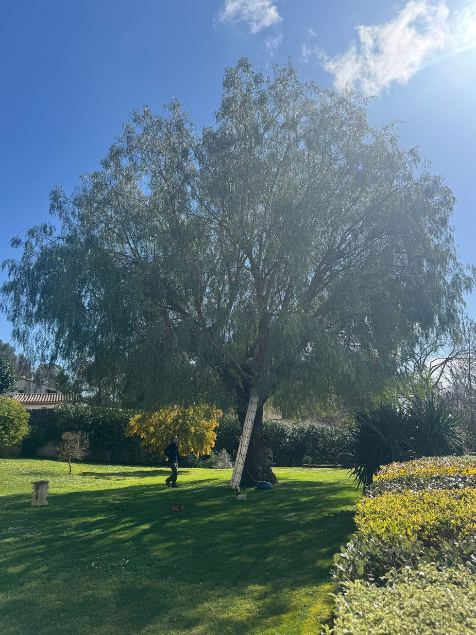 Grand arbre feuillu sur pelouse verte sous ciel bleu lumineux.