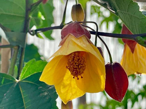 Plant of the week: Abutilon ‘Kentish Belle’