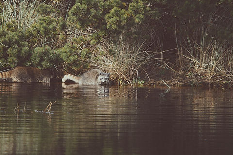 wetlands.jpeg