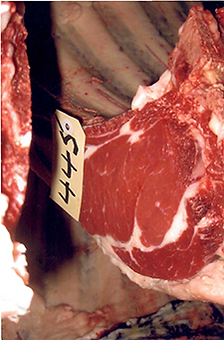 Champion Purebred Carcase