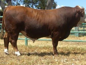 Woonallee Jumbo Purchased by Peter Cook