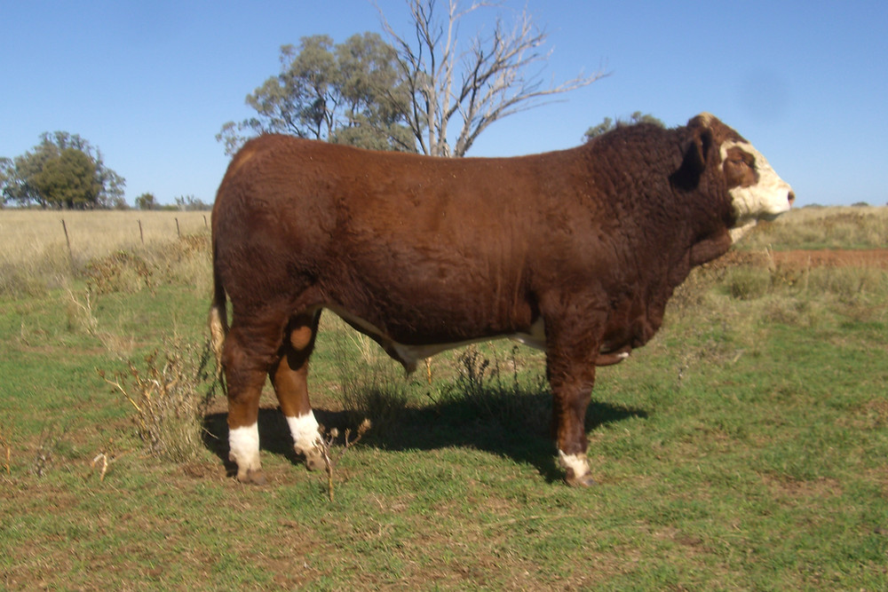 Lot 1
