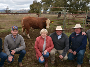 Barana Simmental bulls sell to $24,000 for a $495,000 gross
