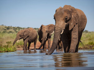 La Fondation EPI et CAMPEA s'associent pour promouvoir le financement durable de la conservation en Afrique