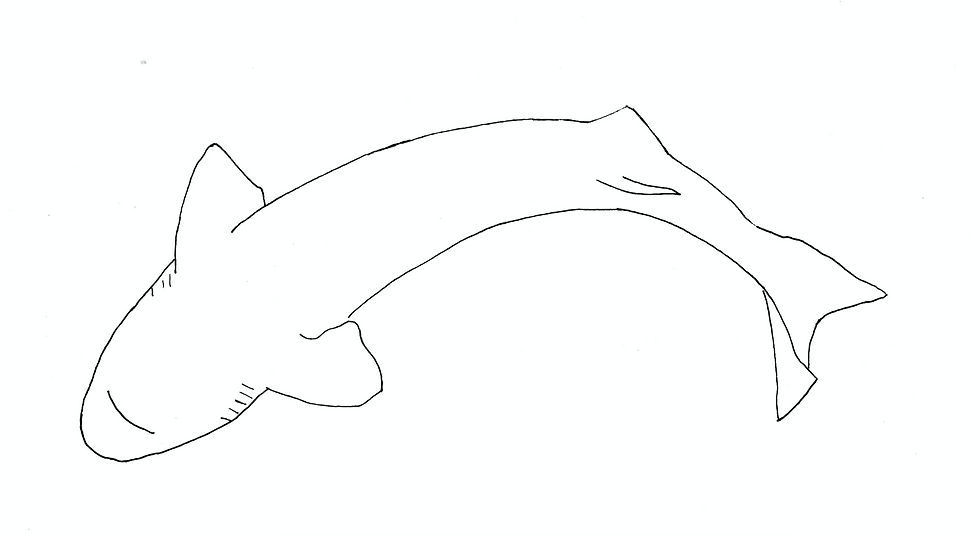 Hákarl_The Greenland shark _(Somniosus microcephalus)_.png