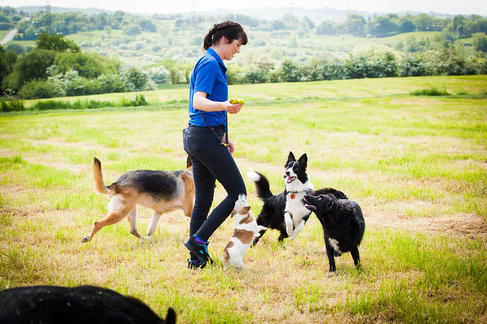 Dogs playing with woman in the field