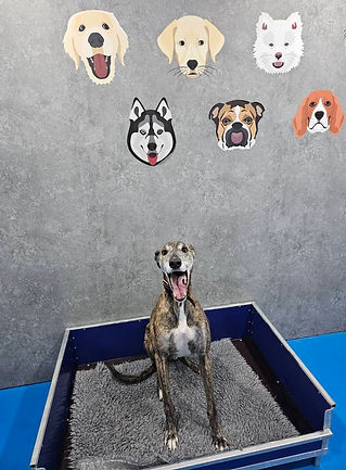 gray bed against a gray wall featuring cartoon dog faces, conveying a playful and lively atmosphere