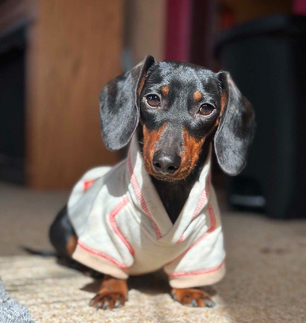weenie_edited_edited.jpg