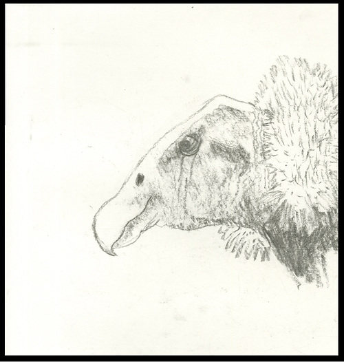 huemul y condor.png