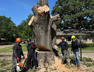 Tree Crew