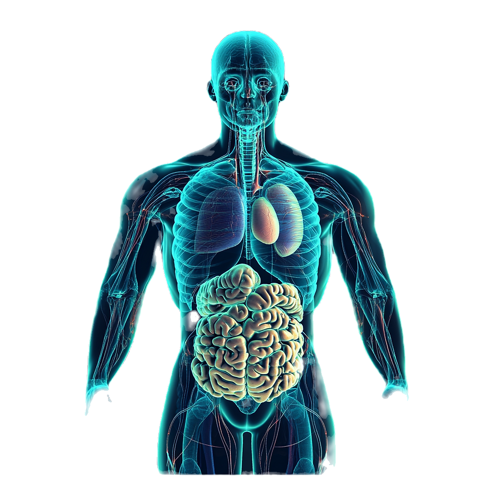 maximus9779._3D_icon_showing_human_organ_systems_edited.png