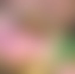 A bee gathering nectar on a flower. 