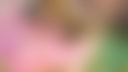 A bee gathering nectar on a flower. 