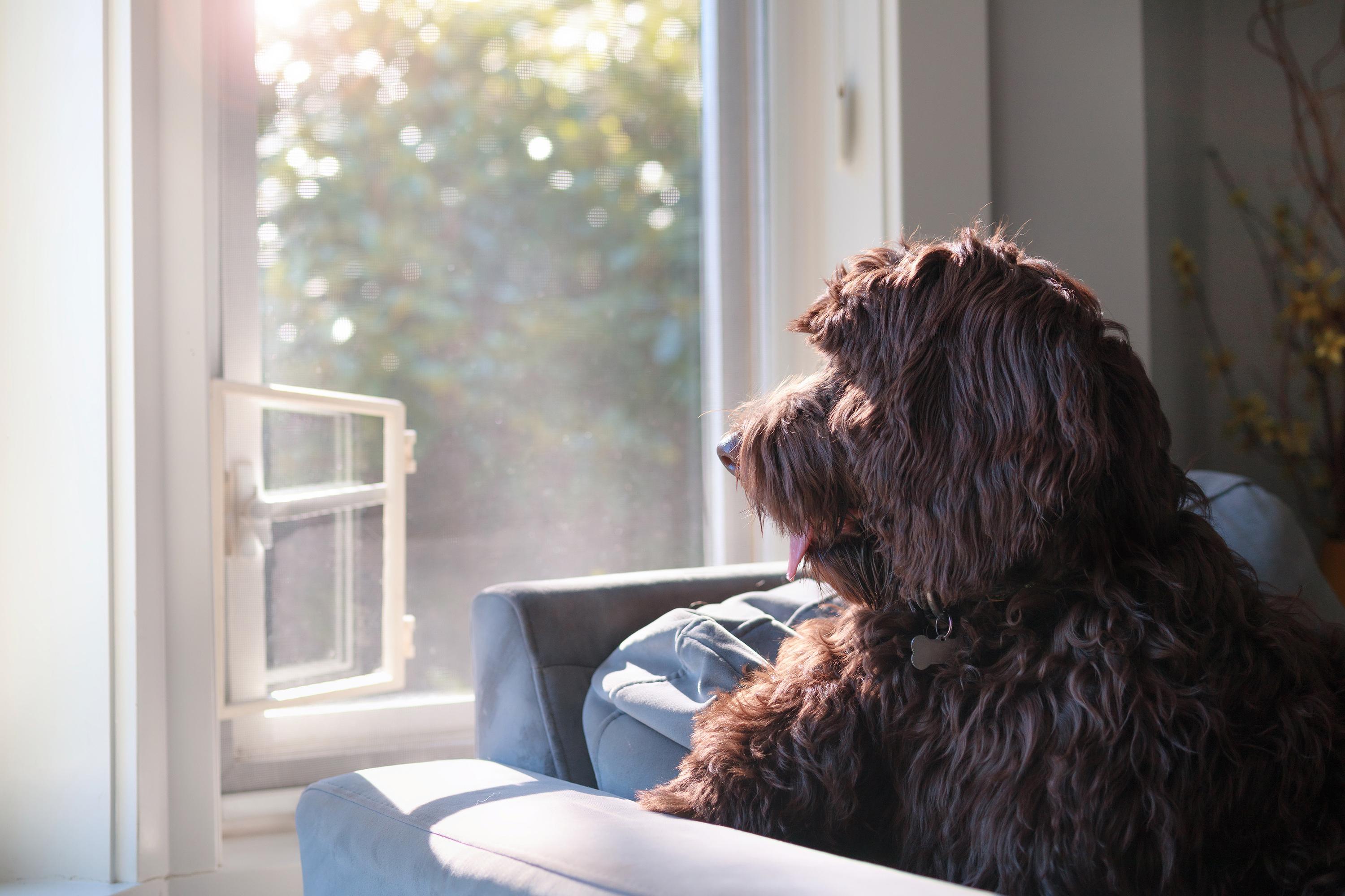 Is Your Dog Bored? Signs They Need Brain Work (Not Just Walkies)