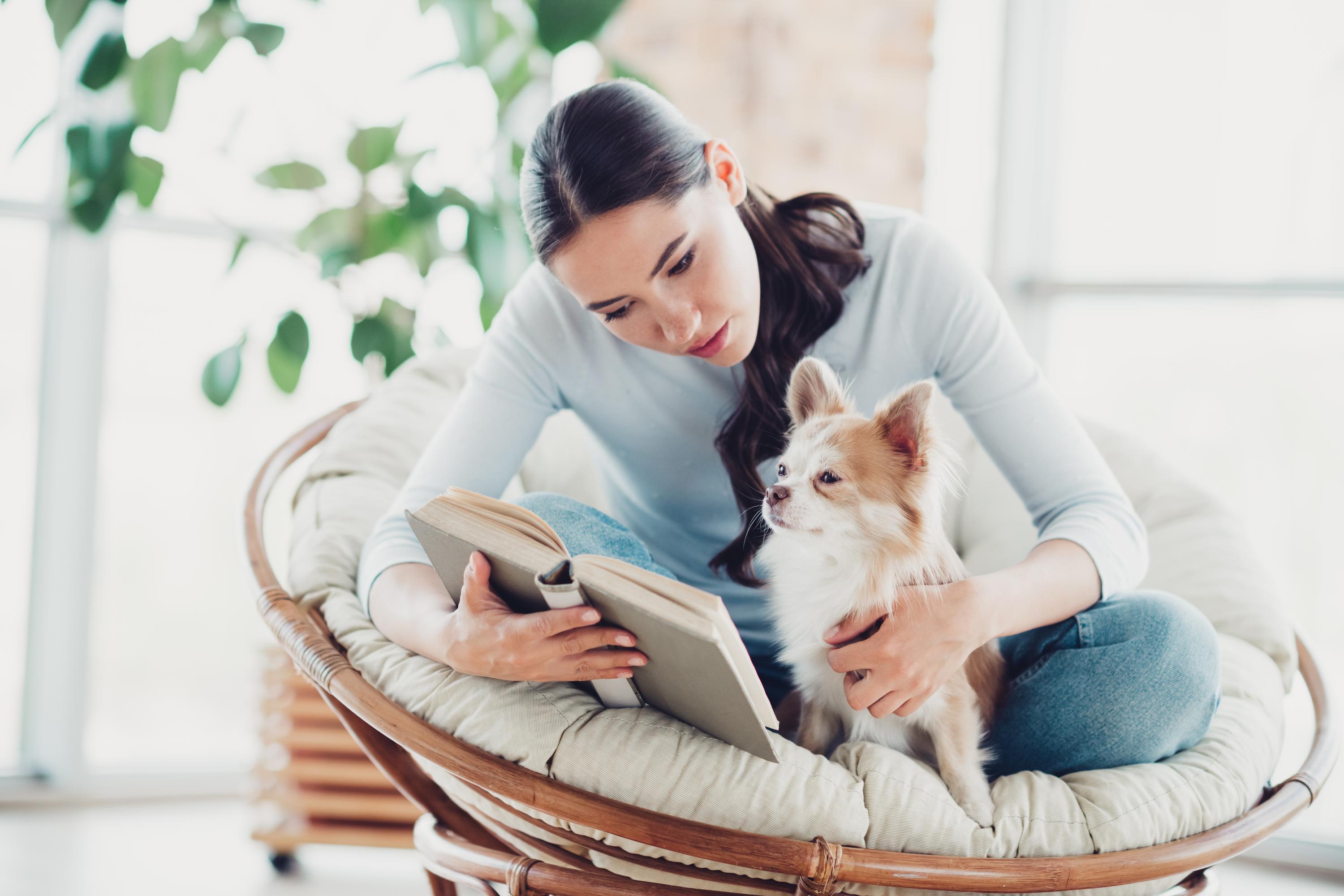 Brains Over Zoomies: How to Tell Your Dog Needs More Mental Stimulation Than Exercise