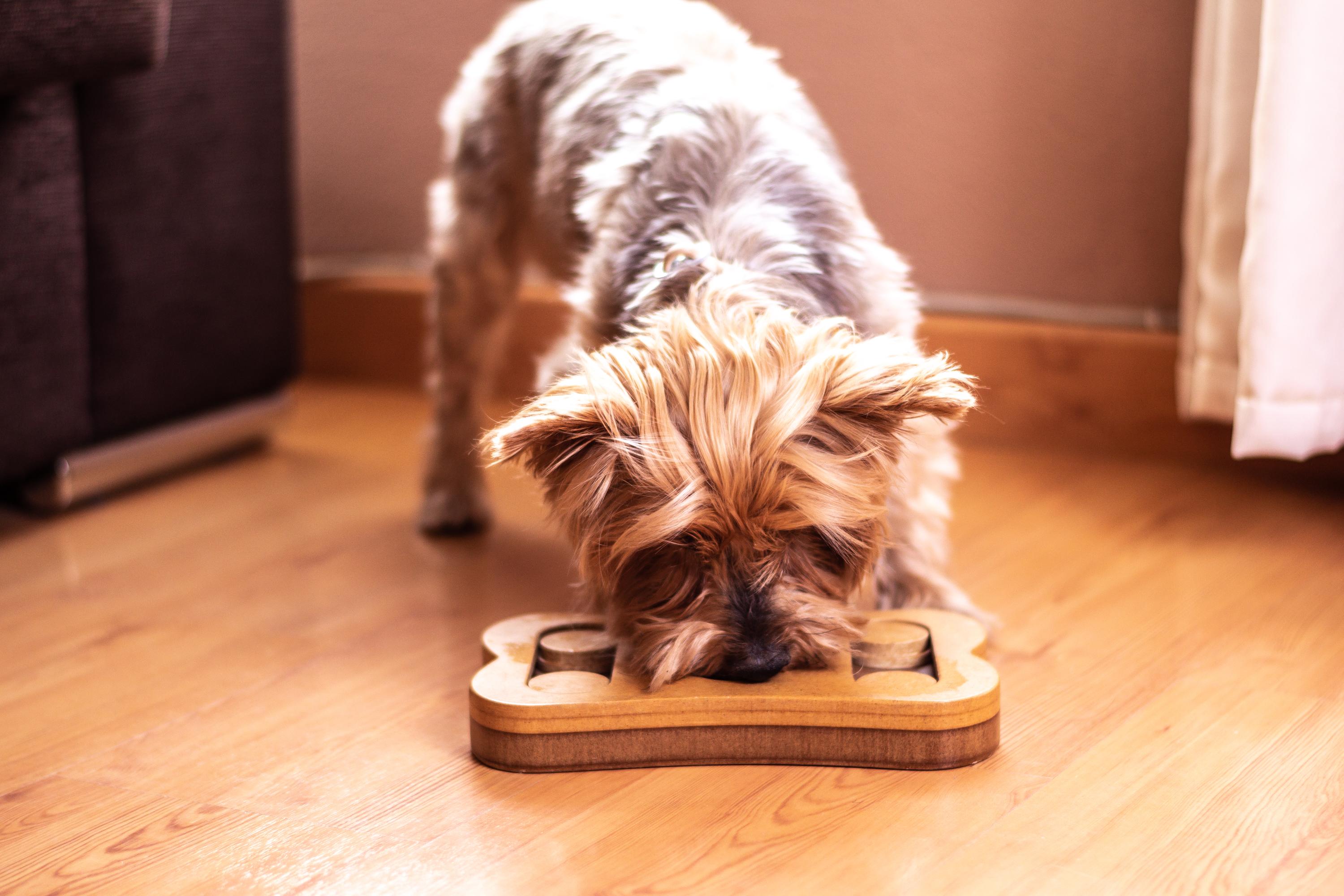 More Than Walkies: How to Tell If Your Dog Needs Extra Mental Stimulation