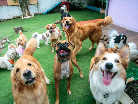 Group Training Sessions: The Gentle, Smart Way to Socialise Your Dog