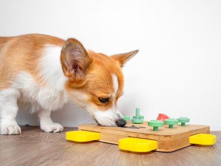 Is Your Dog Craving Brain Games? 7 Signs They Need More Mental Stimulation Than Exercise