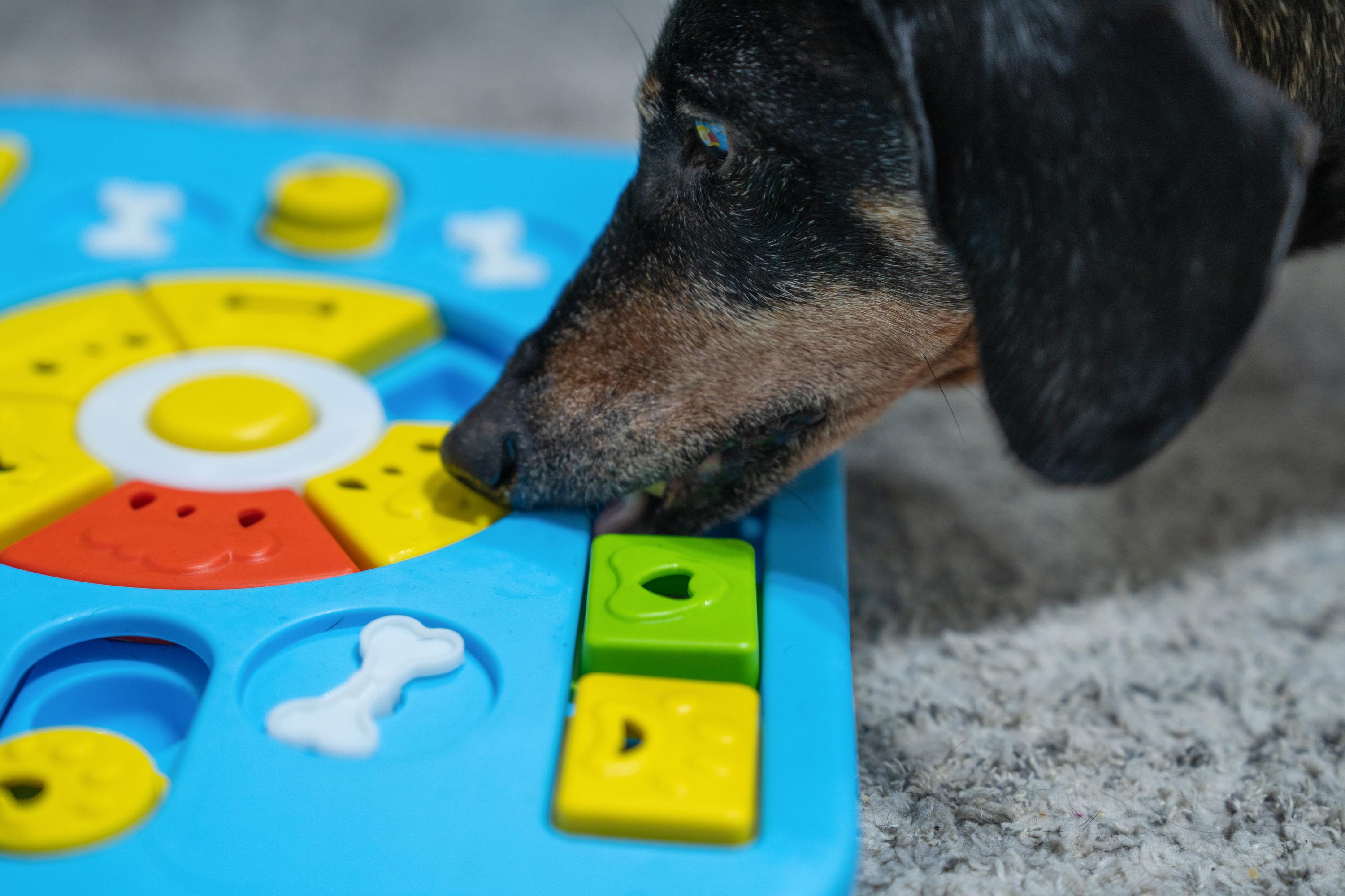 More brain than walkies? How to tell if your dog needs mental stimulation over exercise