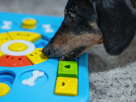 More brain than walkies? How to tell if your dog needs mental stimulation over exercise