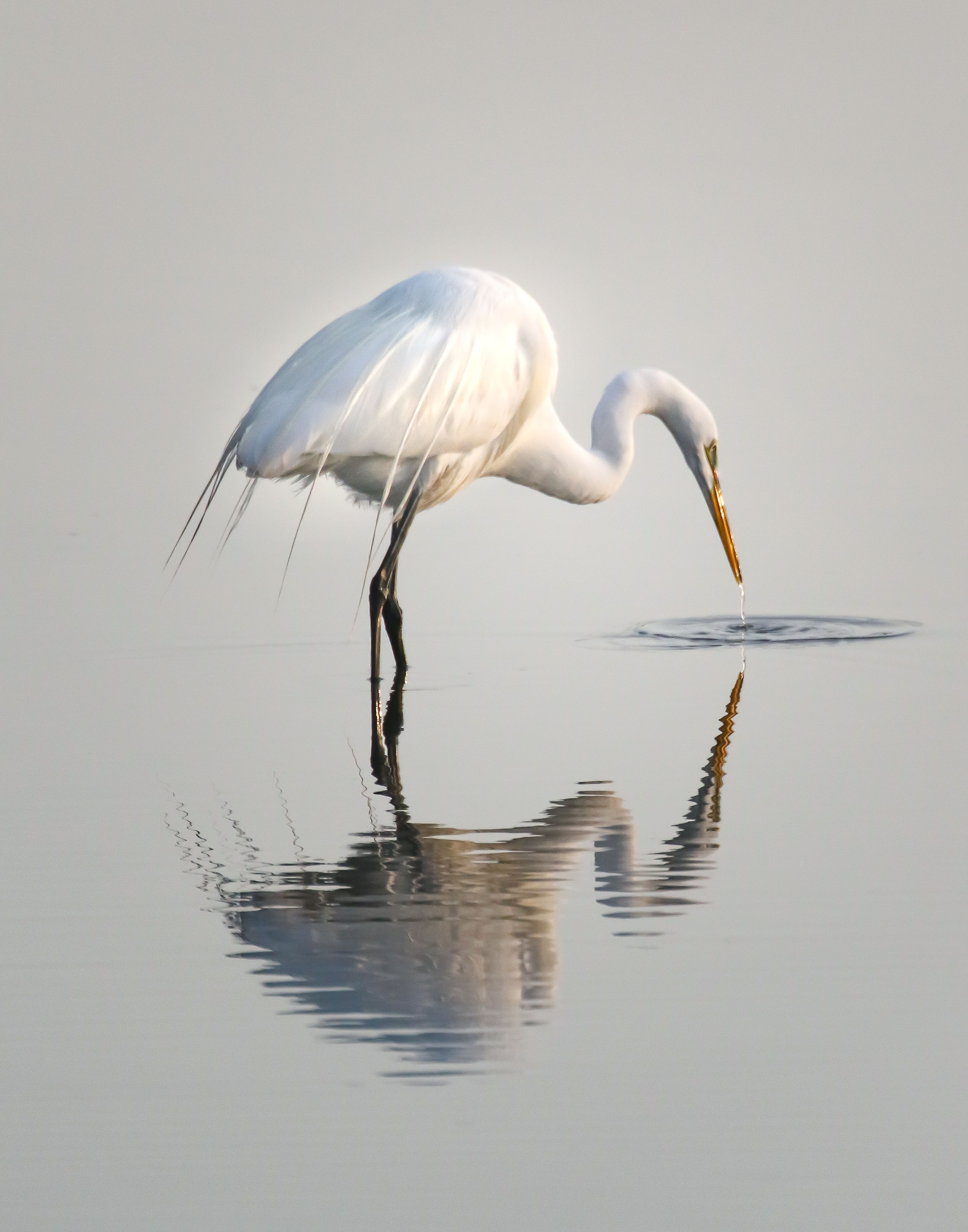 Great Egret Fishing