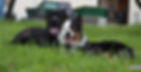 LambsNZues07.jpg