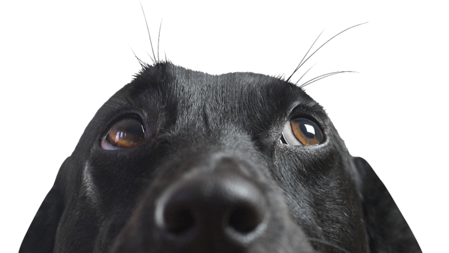 Closeup of a Black Dog_edited_edited_edited.png