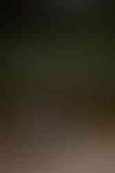 Henry Cowell State Park Redwoods Forest Engagement Photography