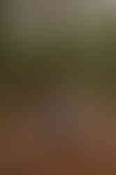 Henry Cowell State Park Redwoods Forest Engagement Photography