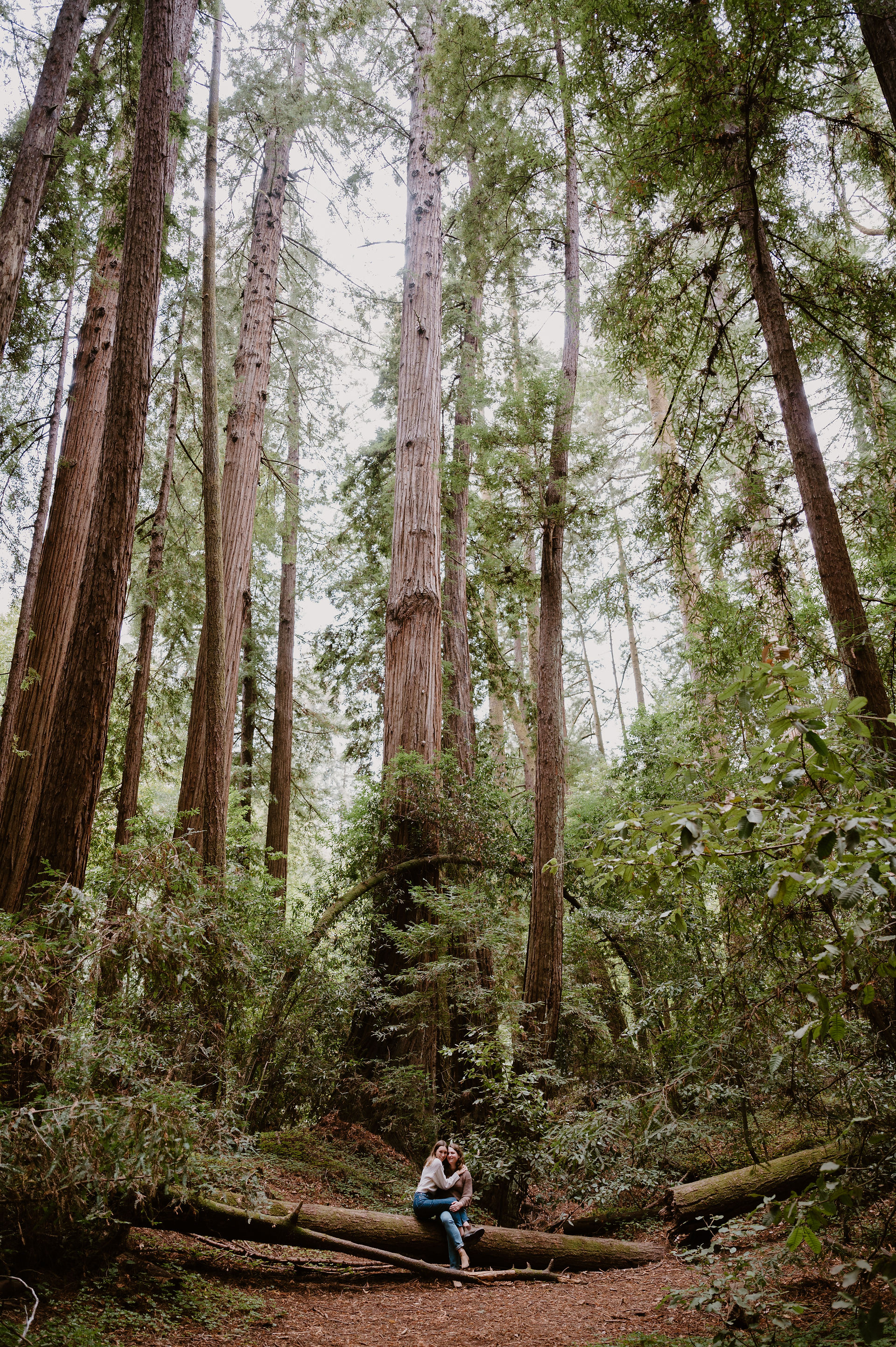 Henry Cowell State Park Redwoods Forest Engagement Photography