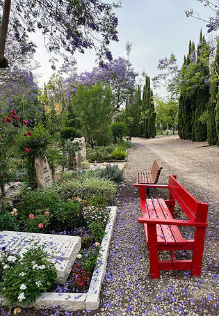 <img src="IMG_5900.jpg" alt="Serene Jewish cemetery in Israel with a red bench, blooming flowers, and purple jacaranda blosso