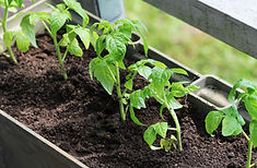 Growing Tomato Plants