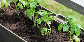 Growing Tomato Plants