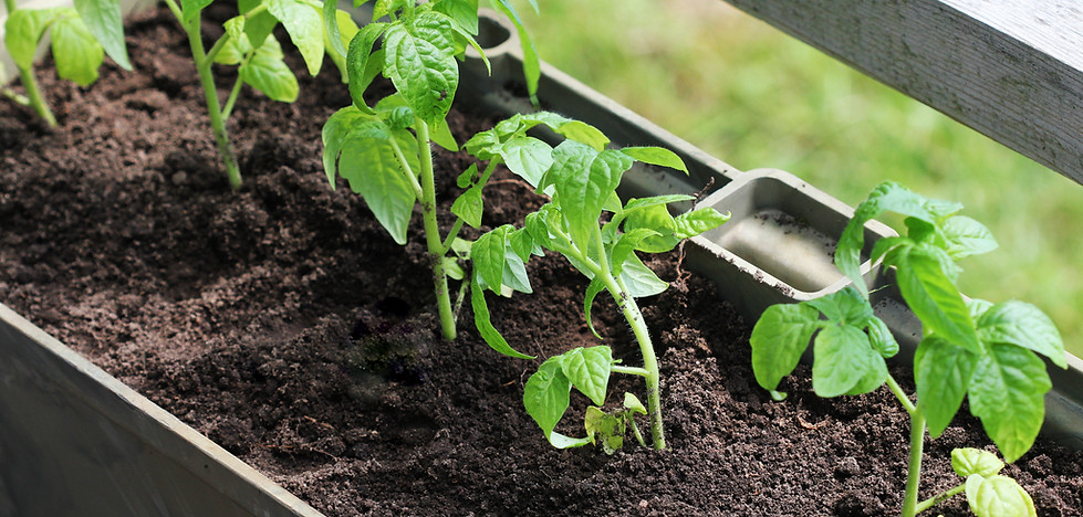 Growing Tomato Plants