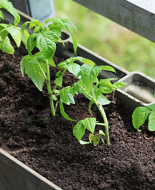 Growing Tomato Plants
