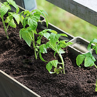 Potted Green Plants
